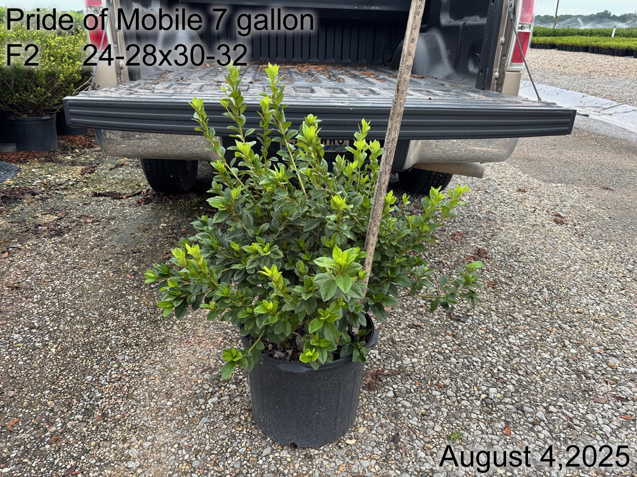 gallery/pm7 f2 aug25.jpg